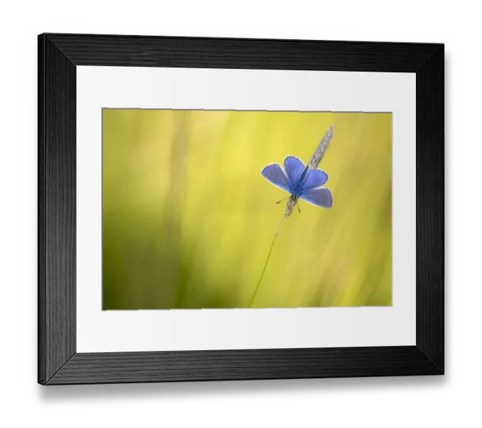 Framed Print : Common blue butterfly (Polyommatus icarus) basking in the evening sunshine, Devon, UK Framed Print : Common blue butterfly (Polyommatus icarus) basking in the evening sunshine, Devon, UK