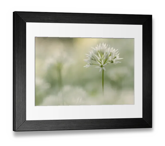 Framed Print : Wild garlic (Allium ursinum) close-up, Combe Valley, Cornwall, UK. May Framed Print : Wild garlic (Allium ursinum) close-up, Combe Valley, Cornwall, UK. May