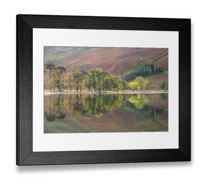 Framed Print : Trees reflected in Lake Buttermere in autumn. Buttermere Pines Framed Print : Trees reflected in Lake Buttermere in autumn. Buttermere Pines