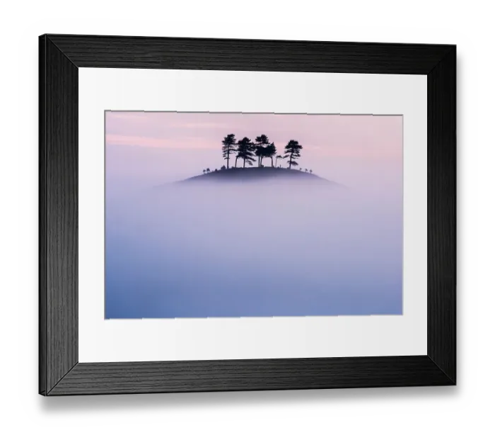 Framed Print : Pine (Pinus sp) trees on Colmer's Hill, in morning mist. Near Bridport, Dorset, England, UK. September 2012 Framed Print : Pine (Pinus sp) trees on Colmer's Hill, in morning mist. Near Bridport, Dorset, England, UK. September 2012