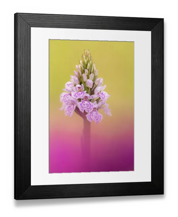 Framed Print : Common spotted orchid (Dactylorhiza fuchsii). Volehouse Moor Devon Wildlife Trust Reserve, England, UK. June Framed Print : Common spotted orchid (Dactylorhiza fuchsii). Volehouse Moor Devon Wildlife Trust Reserve, England, UK. June