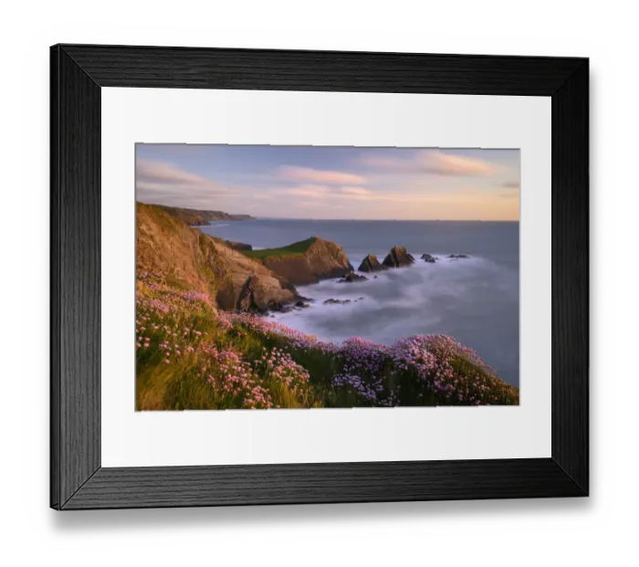 Framed Print : Thrift (Armeria maritima) flowering on cliff top at sunset. Hartland Quay, Devon, England, UK. May 2019 Framed Print : Thrift (Armeria maritima) flowering on cliff top at sunset. Hartland Quay, Devon, England, UK. May 2019