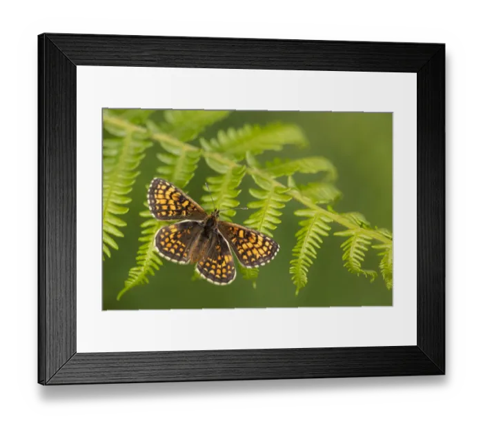 Framed Print : Heath fritillary butterfly (Melitaea athalia) basking on Bracken (Pteridium aquilinum) Framed Print : Heath fritillary butterfly (Melitaea athalia) basking on Bracken (Pteridium aquilinum)