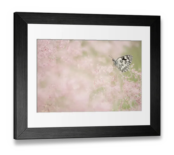 Framed Print : Marbled white butterfly (Melanargia galathea) resting amongst dew covered grasses. Volehouse Moor Devon Wildlife Trust Reserve, England, UK. July
