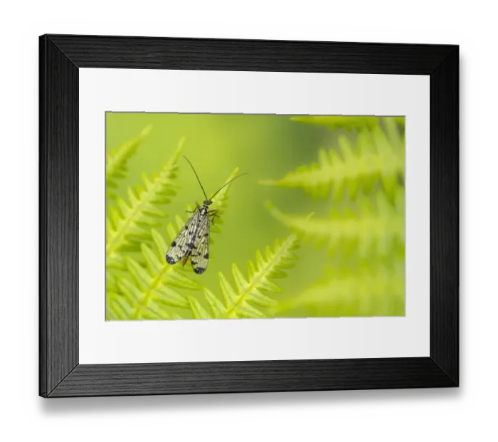 Framed Print : Scorpion fly (Panorpa germanica) female resting on Bracken (Pteridium aquilinum) Framed Print : Scorpion fly (Panorpa germanica) female resting on Bracken (Pteridium aquilinum)