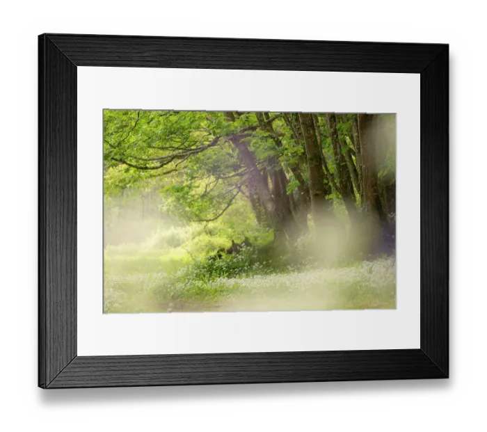 Framed Print : Wild garlic (Allium ursinum) carpet in woodland. Combe Valley, Cornwall, England, UK. May 2019 Framed Print : Wild garlic (Allium ursinum) carpet in woodland. Combe Valley, Cornwall, England, UK. May 2019