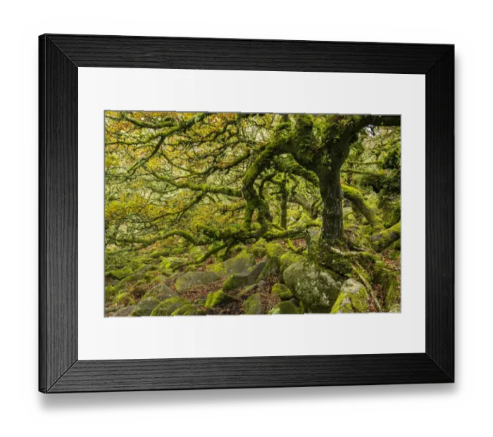 Framed Print : Common oak (Quercus robur), Sessile oak (Quercus petraea Framed Print : Common oak (Quercus robur), Sessile oak (Quercus petraea