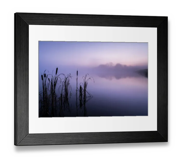 Framed Print : RF - Reedmace (Typha latifolia) silhouetted and reflected in lake at dawn. Lower Tamar Lakes, Cornwall, England, UK. November 2020. (This image may be licensed either as rights managed or royalty free.) Framed Print : RF - Reedmace (Typha latifolia) silhouetted and reflected in lake at dawn. Lower Tamar Lakes, Cornwall, England, UK. November 2020. (This image may be licensed either as rights managed or royalty free.)