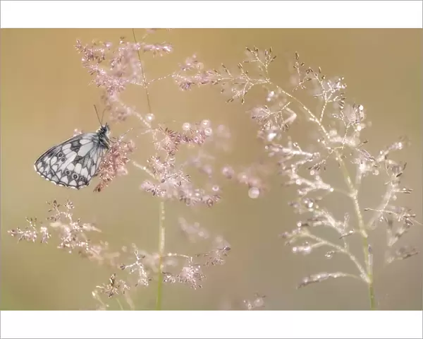 RF - Marbled white butterfly (Melanargia galathea), roosting on dew covered Bent grass