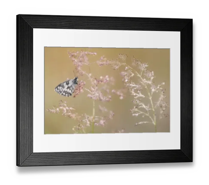 Framed Print : RF - Marbled white butterfly (Melanargia galathea), roosting on dew covered Bent grass Framed Print : RF - Marbled white butterfly (Melanargia galathea), roosting on dew covered Bent grass