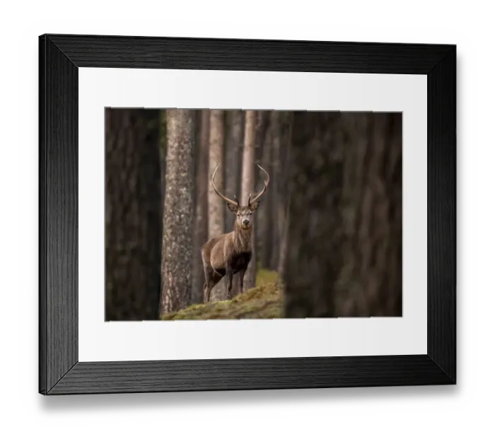 Framed Print : RF - Red deer (Cervus elaphus) stag standing amongst Scot Framed Print : RF - Red deer (Cervus elaphus) stag standing amongst Scot