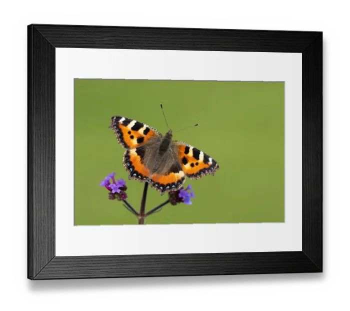 Framed Print : RF - Small tortoiseshell butterfly (Aglais urticae) nectaring on Verbena (Verbena sp) Framed Print : RF - Small tortoiseshell butterfly (Aglais urticae) nectaring on Verbena (Verbena sp)