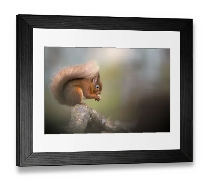Framed Print : RF - Red squirrel (Sciurus vulgaris) feeding, sitting on branch. Cairngorms National Park, Scotland, UK. January. (This image may be licensed either as rights managed or royalty free. ) Framed Print : RF - Red squirrel (Sciurus vulgaris) feeding, sitting on branch. Cairngorms National Park, Scotland, UK. January. (This image may be licensed either as rights managed or royalty free. )