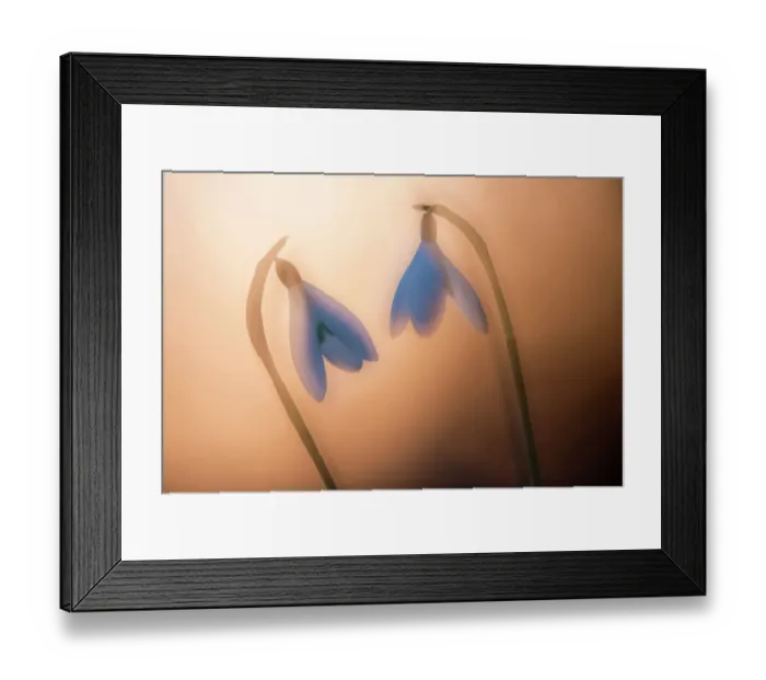 Framed Print : RF - Snowdrop (Galanthus nivalis), two at sunset, double exposure. Cornwall, England, UK. February. (This image may be licensed either as rights managed or royalty free.) Framed Print : RF - Snowdrop (Galanthus nivalis), two at sunset, double exposure. Cornwall, England, UK. February. (This image may be licensed either as rights managed or royalty free.)