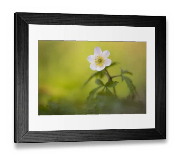 Framed Print : RF - Wood anemone (Anemone nemorosa). Cornwall, England, UK. April Framed Print : RF - Wood anemone (Anemone nemorosa). Cornwall, England, UK. April