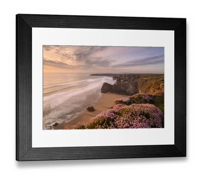 Framed Print : RF - Thrift (Armeria maritima) flowering on cliff top with beach below, in evening light Framed Print : RF - Thrift (Armeria maritima) flowering on cliff top with beach below, in evening light