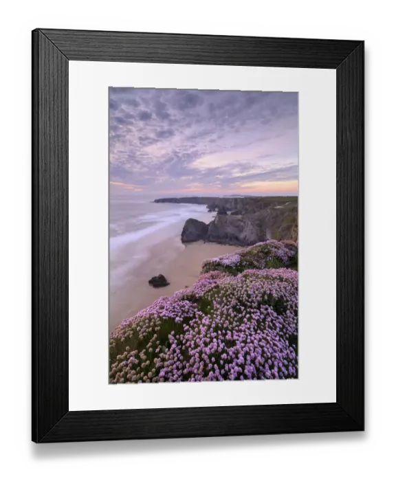 Framed Print : RF - Thrift (Armeria maritima) flowering on cliff top with beach below, at sunset. Bedruthan Steps, North Cornwall, England, UK. May 2019. (This image may be licensed either as rights managed or royalty free. ) Framed Print : RF - Thrift (Armeria maritima) flowering on cliff top with beach below, at sunset. Bedruthan Steps, North Cornwall, England, UK. May 2019. (This image may be licensed either as rights managed or royalty free. )