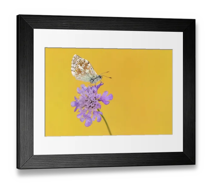 Framed Print : RF - Chalkhill blue butterfly (Lysandra coridon) male resting on Small scabious (Scabiosa columbaria). Somerset, England, UK. July 2019. (This image may be licensed either as rights managed or royalty free.) Framed Print : RF - Chalkhill blue butterfly (Lysandra coridon) male resting on Small scabious (Scabiosa columbaria). Somerset, England, UK. July 2019. (This image may be licensed either as rights managed or royalty free.)