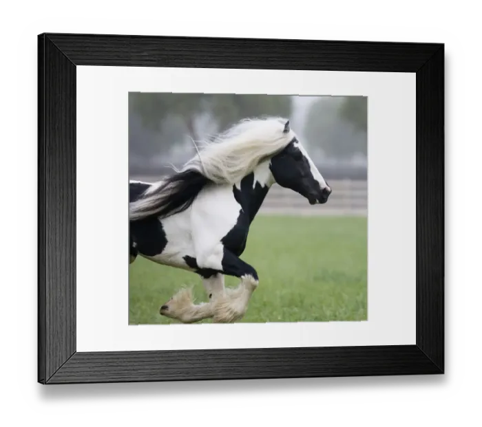 Framed Print : Gypsy Vanner stallion running in paddock, Ojai, California, USA Framed Print : Gypsy Vanner stallion running in paddock, Ojai, California, USA