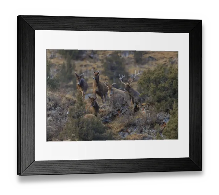 Framed Print : White-lipped deer (Cervus albirostris) walking on the Tibetan plateau, Serxu Framed Print : White-lipped deer (Cervus albirostris) walking on the Tibetan plateau, Serxu