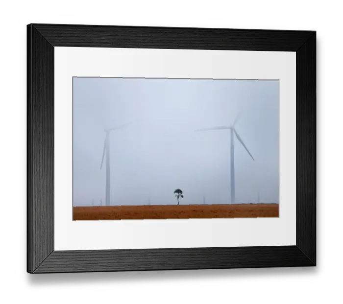 Framed Print : Single almond tree (Amygdalus communis), with wind turbines in background Framed Print : Single almond tree (Amygdalus communis), with wind turbines in background