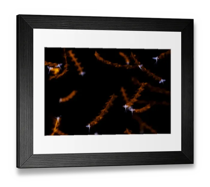 Framed Print : Vast swarm of Mayfly (Ephorom virgo) long exposure, emerged at the end of the summer Framed Print : Vast swarm of Mayfly (Ephorom virgo) long exposure, emerged at the end of the summer
