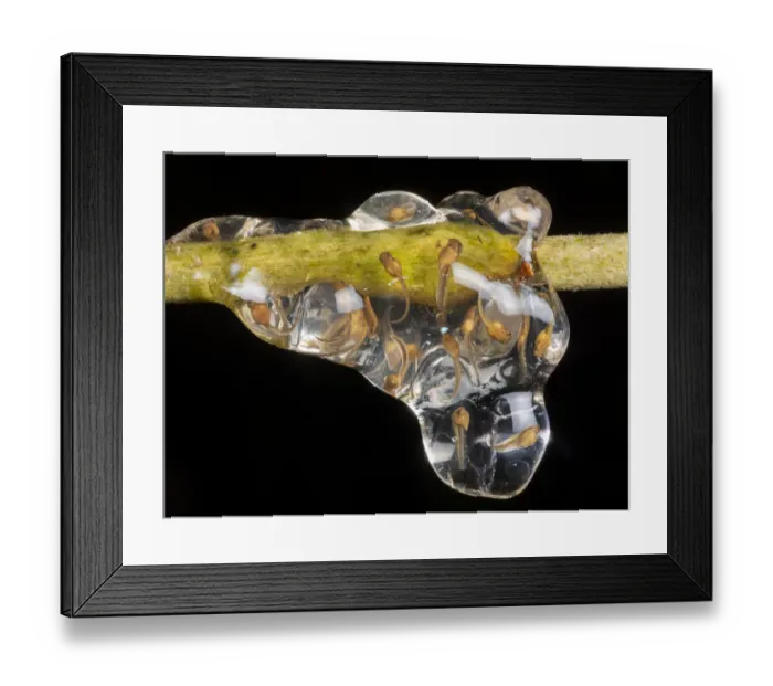 Framed Print : Nest of Crumps treefrog (Dendropsophus brevifrons) Framed Print : Nest of Crumps treefrog (Dendropsophus brevifrons)
