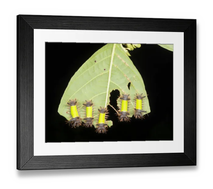 Framed Print : Group of saddleback moth caterpillars (Acharia hyperoche