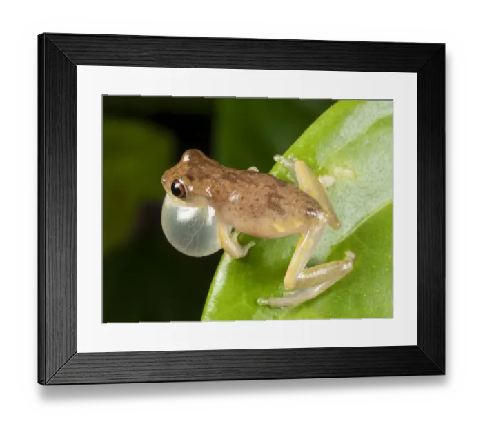 Framed Print : Short-headed treefrog (Dendropsophus brevifrons) calling with inflated vocal sac Framed Print : Short-headed treefrog (Dendropsophus brevifrons) calling with inflated vocal sac