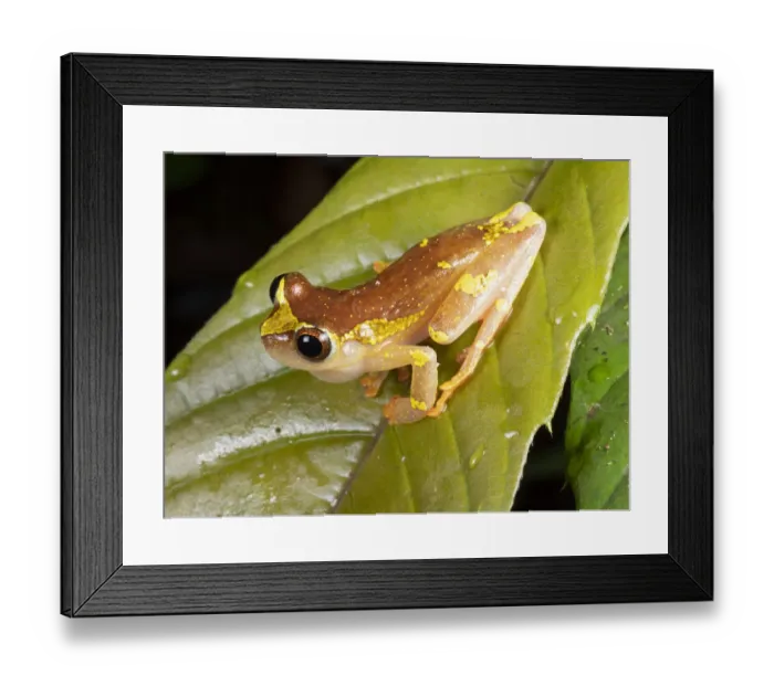 Framed Print : Sarayacu treefrog (Dendropsophus sarayacuensis) male, calling