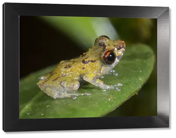 Dwarf rainfrog (Pristimantis minimus) a very small species 12-16mm in length