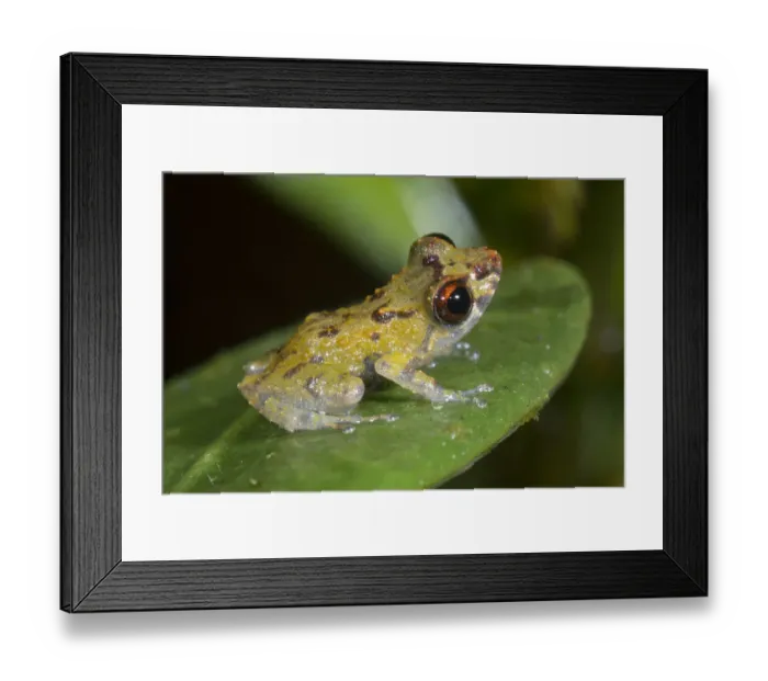 Framed Print : Dwarf rainfrog (Pristimantis minimus) a very small species 12-16mm in length Framed Print : Dwarf rainfrog (Pristimantis minimus) a very small species 12-16mm in length