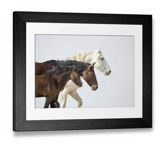 Framed Print : Wild white stallion, bay mare and bay foal all in one family move together on a hill in