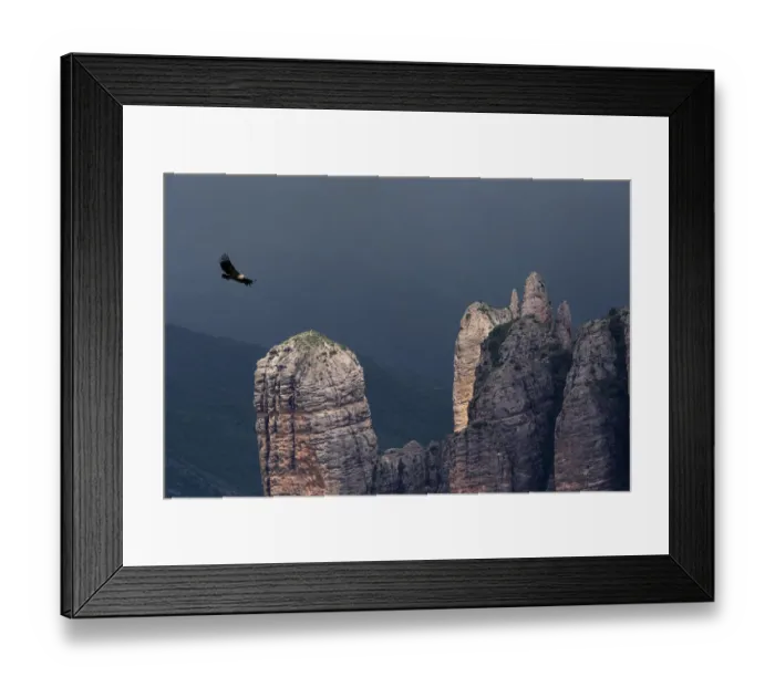 Framed Print : Griffon vulture (Gyps fulvus) soaring over Los Mallos de Riglos, Huesca province, Aragon Framed Print : Griffon vulture (Gyps fulvus) soaring over Los Mallos de Riglos, Huesca province, Aragon