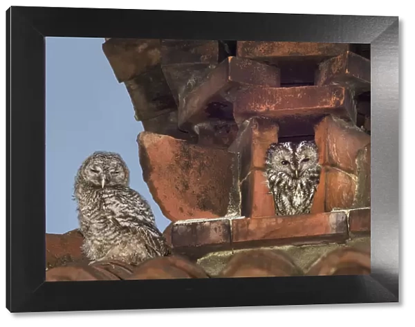 Tawny owls (Strix aluco) nesting inside a disused chimney