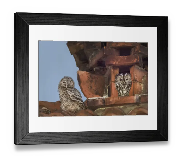 Framed Print : Tawny owls (Strix aluco) nesting inside a disused chimney Framed Print : Tawny owls (Strix aluco) nesting inside a disused chimney