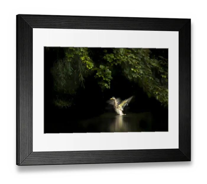 Framed Print : Mallard (Anas platyrhynchos) shaking its wings, Martin Mere WWT Reserve, Lancashire Framed Print : Mallard (Anas platyrhynchos) shaking its wings, Martin Mere WWT Reserve, Lancashire