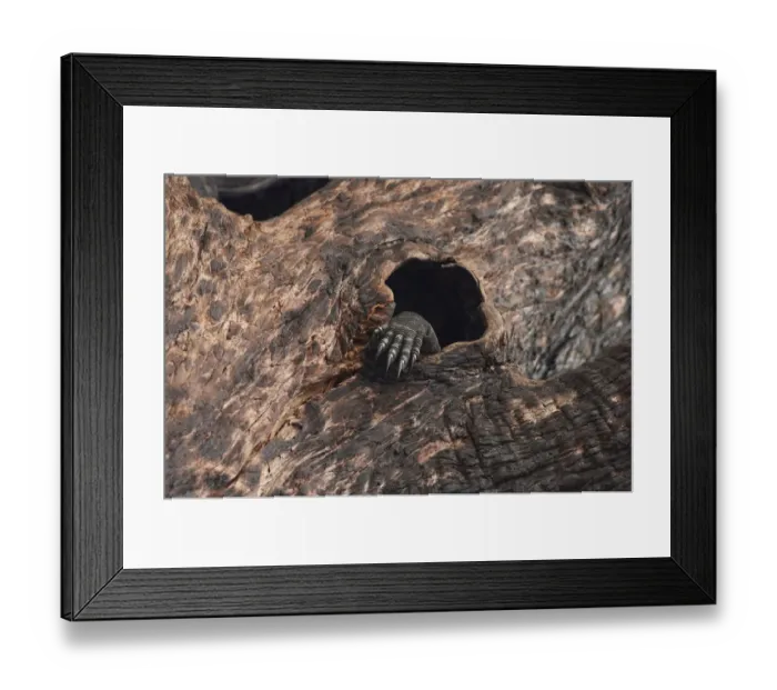 Framed Print : Lace monitor lizard (Varanus varius) foot showing through hole in burnt out tree where it Framed Print : Lace monitor lizard (Varanus varius) foot showing through hole in burnt out tree where it