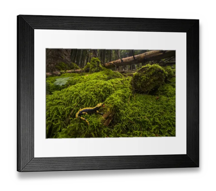 Framed Print : Auroras salamander (Salamandra atra aurorae), endemic to Asiago plateau, Italy Framed Print : Auroras salamander (Salamandra atra aurorae), endemic to Asiago plateau, Italy