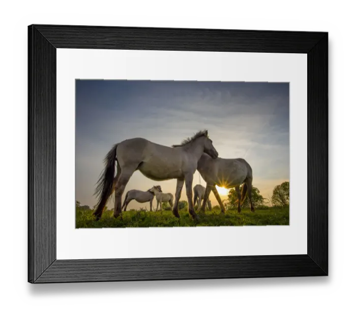 Framed Print : Konik horses (Equus ferus caballus) interacting at sunset, floodplain of the river Rijn Framed Print : Konik horses (Equus ferus caballus) interacting at sunset, floodplain of the river Rijn