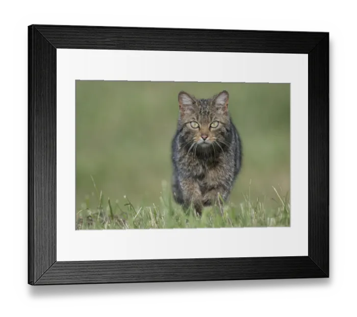 Framed Print : Wildcat (Felis silvestris) Vosges, France, June Framed Print : Wildcat (Felis silvestris) Vosges, France, June