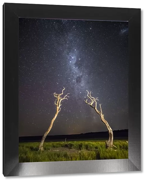 Dead trees and milky way, La Pampa, Patagonia, Argentina