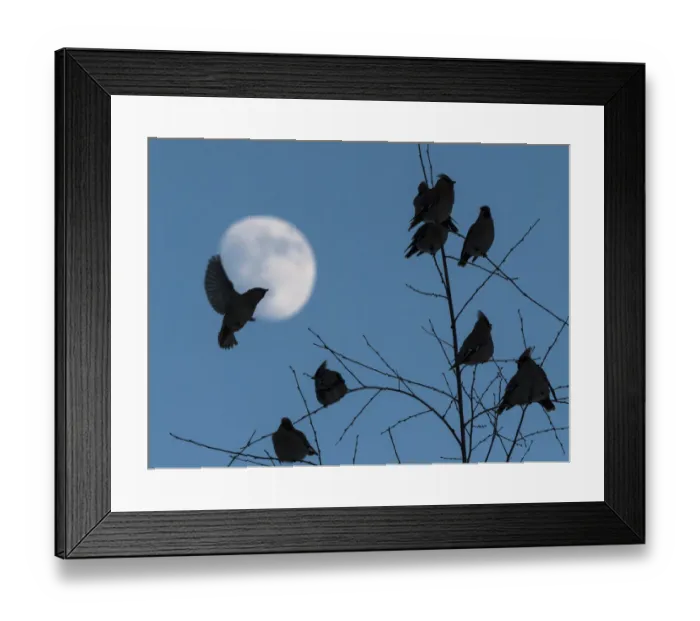 Framed Print : Bohemian waxwing (Bombycilla garrulus), flock at dusk with moon, Finland, February
