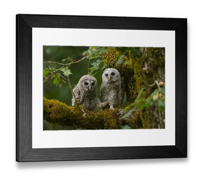 Framed Print : Barred Owl (Strix varia) fledglings. Washington County, Oregon, USA. June Framed Print : Barred Owl (Strix varia) fledglings. Washington County, Oregon, USA. June