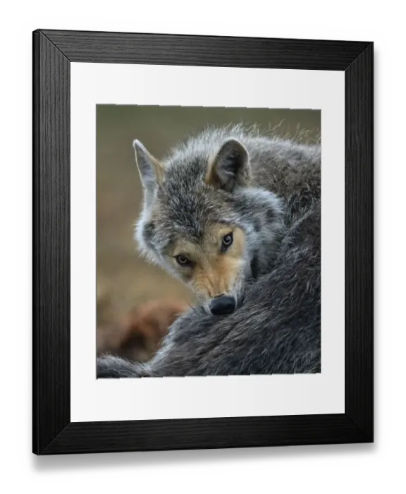 Framed Print : Wolf (Canis lupus) grooming, Finland, June Framed Print : Wolf (Canis lupus) grooming, Finland, June