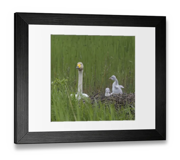 Framed Print : Whooper swan (Cygnus cygnus), at nest with cygnets, Finland, June Framed Print : Whooper swan (Cygnus cygnus), at nest with cygnets, Finland, June