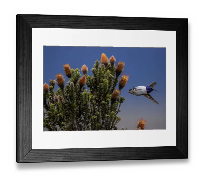Framed Print : Ecuadorian hillstar (Oreotrochilus chimborazo) male flying from a patch of Flowers of