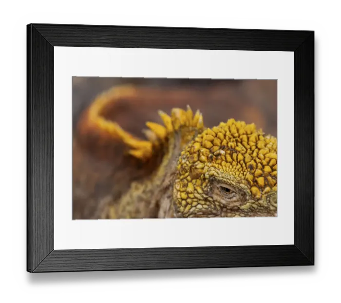 Framed Print : Galapagos land iguana (Conolophus subcristatus)ašaš close up of eye and skin Framed Print : Galapagos land iguana (Conolophus subcristatus)ašaš close up of eye and skin