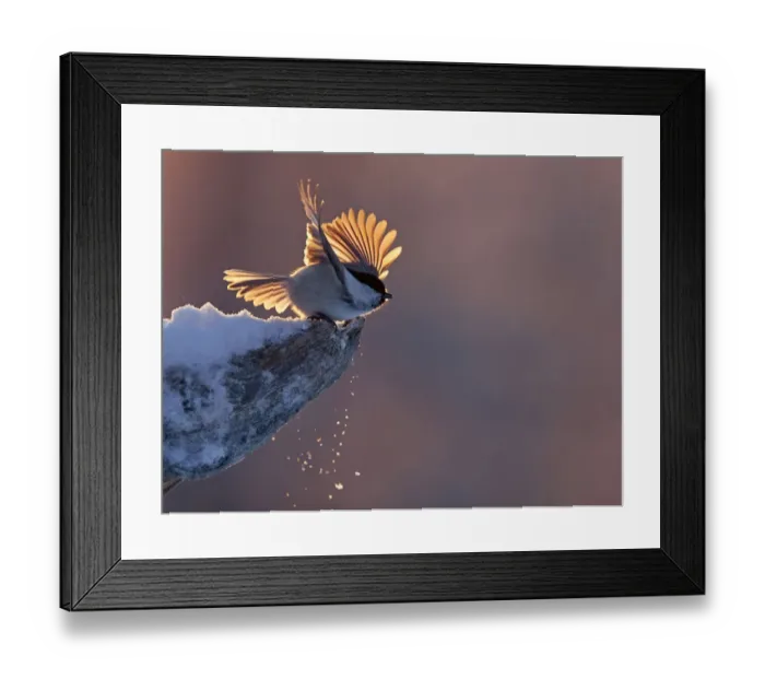Framed Print : Willow tit (Parus montanus) taking off from snowy snag, Kuusamo, Finland December Framed Print : Willow tit (Parus montanus) taking off from snowy snag, Kuusamo, Finland December