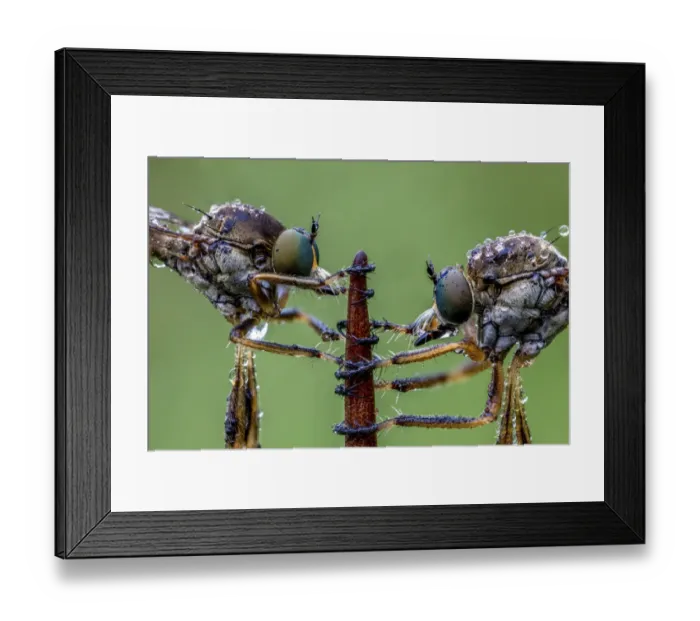 Framed Print : Striped slender robberflies (Leptogaster cylindrica). Ledston, Yorkshire, England, UK Framed Print : Striped slender robberflies (Leptogaster cylindrica). Ledston, Yorkshire, England, UK